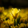 Flower #2