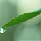 雨上がり―緑