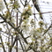 Cherry blossom ???