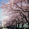 sakura #2