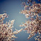 sakura #5