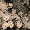 夜桜