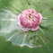 P1060375