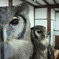 えつこ2