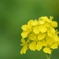 菜の花