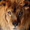 Lion King