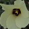 オクラの花