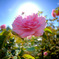薔薇