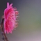 咲いた、梅花