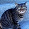 緑目猫