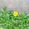 a flower like a object