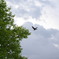 birds scene end