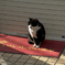 私招き猫と申します。でも今日はお店お休みなんです・・・・