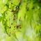 _MG_1050-s