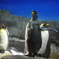 大人ペンギン子ペンギン