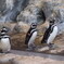 ペンギン
