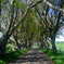 The Dark Hedges near Armoy