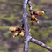 河津桜のつぼみ