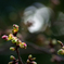 河津桜のつぼみ