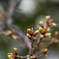 河津桜のつぼみ
