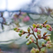 河津桜のつぼみ