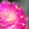 花の名知らずf(^ｰ^;