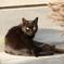 yellow eyes black cat