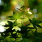 Spring Light