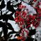 紅雪