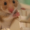 ゆっぴーイメージ
