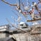 松山城の早春