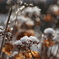 雪間の開花