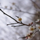 梅の花１