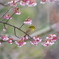 寒桜とメジロ