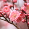 春色