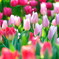 Spring has come