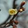 1月の梅