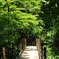 陽だまりの橋