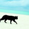 空と海と猫