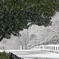 雪の公園