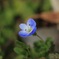 道端の小花