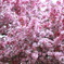 5月の桜？　さるすべり？