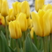 チューリップ