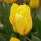 チューリップ2