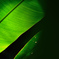 Greeen