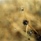 2012-03-03_ MINOLTA α-707si_13