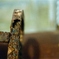 2012-03-03_ MINOLTA α-707si_12