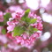 5月の桜？　さるすべり？2