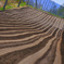 LINES FOR HARVEST