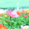 ポピー